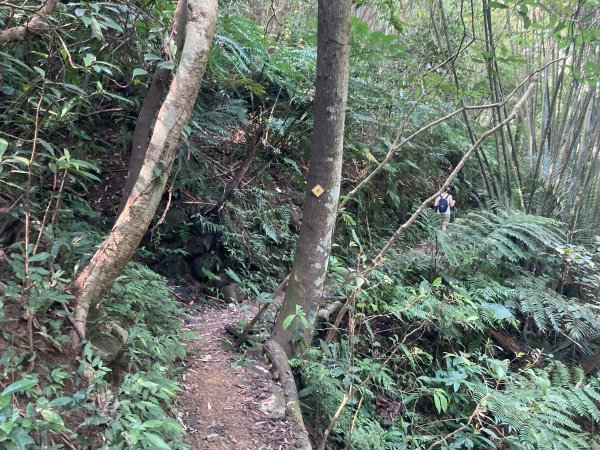 渡南古道+飛鳳古道2564105