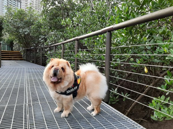 紅樹林生態步道 - 全臺最大的水筆仔森林776041
