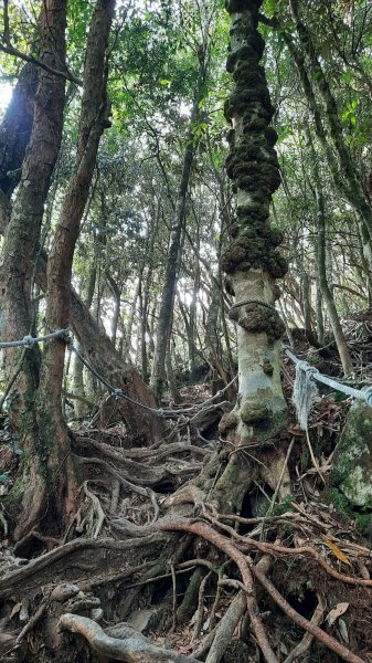 《台中》魔幻杜鵑林｜橫嶺山沙蓮山O型202303042051552