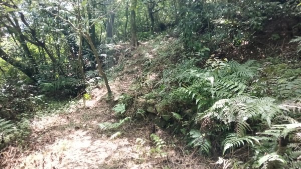 平溪區上天福安宮-粗坑頭崙-五分山西峰-五分山步道去回3088415