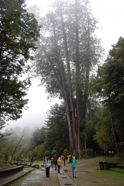 【春夏之際】大雪山神木,天池與帝雉19286