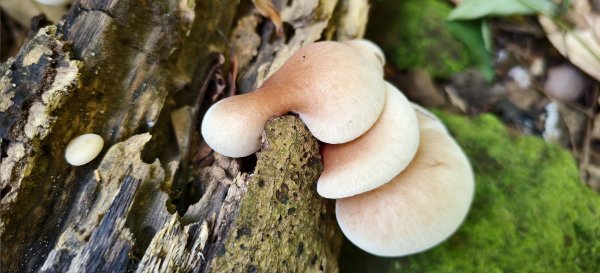 2025/08/09_赤柯山+東獅頭山步道2856291