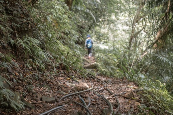 馬胎古道 （馬胎一期、南坪古道、內灣老街）3073861