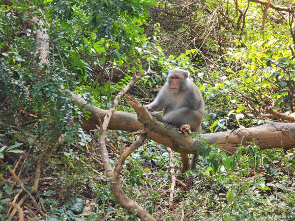 小百岳No.77⛰壽山3025168