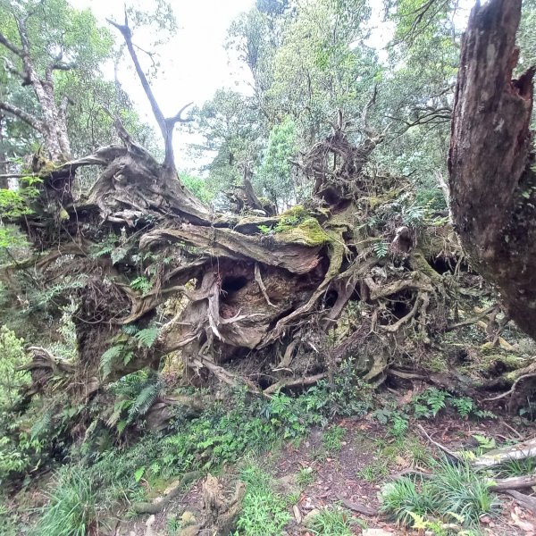 塔魔巴魔塔2698663