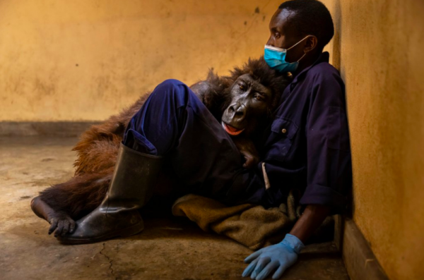 【動物】全球最會自拍大猩猩病逝！在保育員懷裡嚥下最後一口氣