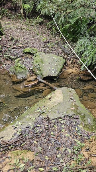 20260203石頭厝山-如意湖-彩虹橋稜線2996793