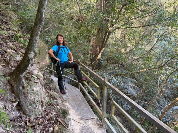 苗栗出磺坑古道、銅纙坑菊2951580