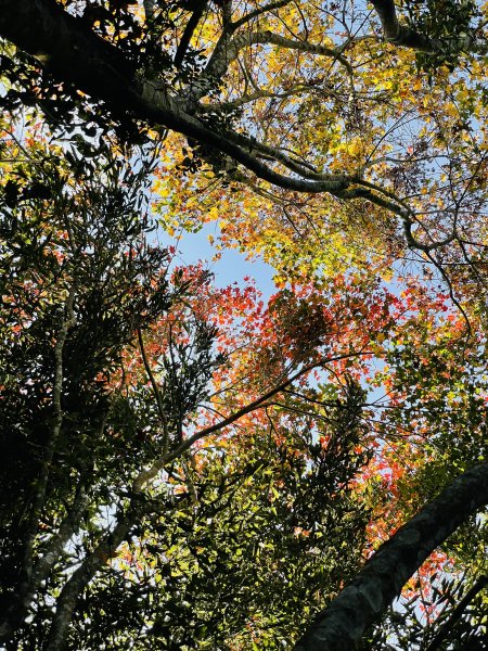 馬拉邦山-楓情萬種1545621