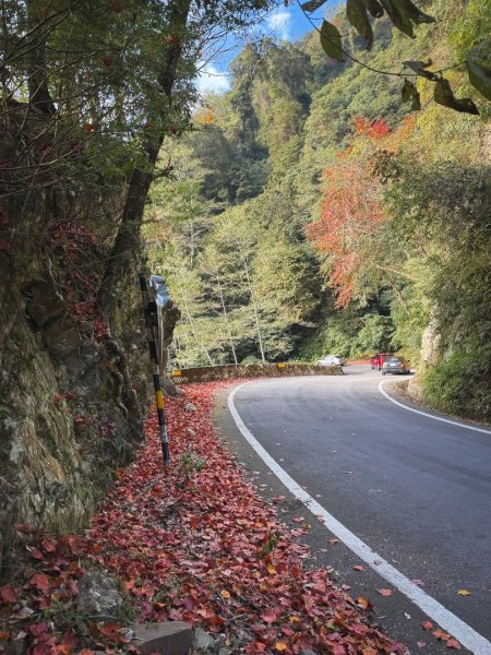 鳶嘴稍來步道賞楓季 ，大雪山門票優惠到12/31！2969579