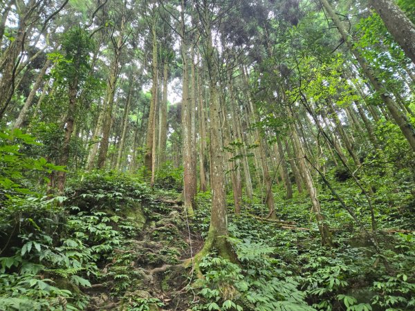 馬武督探索森林、外鳥嘴山2860608