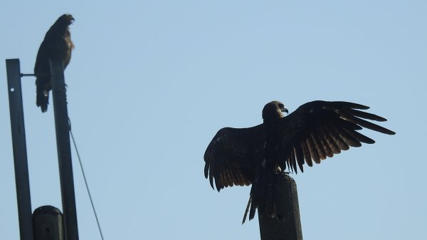 雲山水花鳥蝶 - 天龍國阿伯的日常7/18 & 21、22、292553942