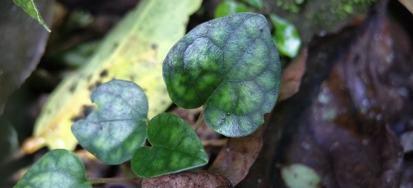 2025/10/26_馬胎古道2925714