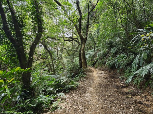 [微笑山線_第三段] 2026_0725 新北桃園登山步道_大湖之森步道3101676