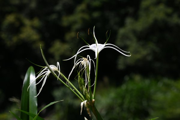 2025_0628 大羅蘭溪古圳步道(福山馬岸)2825214