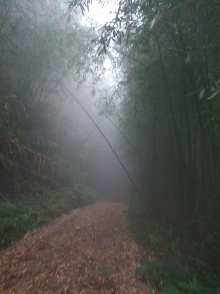 大凍山/霹靂山/雲之道/櫻之道696961