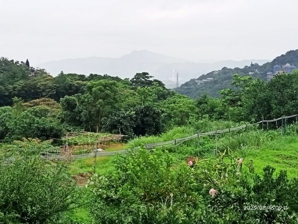 【臺北大縱走 7】樟山寺→樟樹步道→指南宮貓空親山步道→茶展中心步道→大成殿步道→指南宮竹柏參道2255465