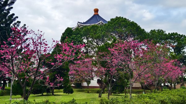 #虎山  #101大樓  #國父紀念館 #河津櫻 #中正紀念堂 2/193002708