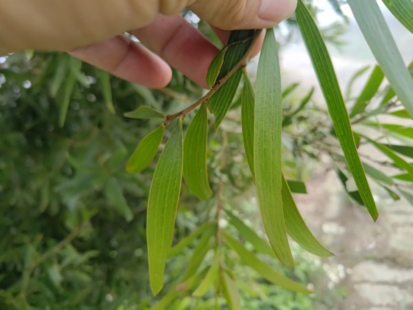 梅山鄉撿山頭2449387