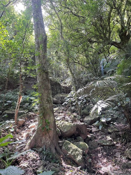 南坪古道順走馬胎古道2598417