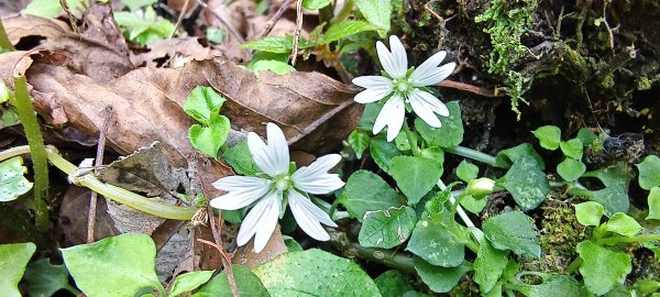 2026/03/18 加里山+大坪山 O型3020009