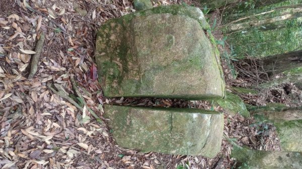 逐鹿卡保山賞一葉蘭2760888