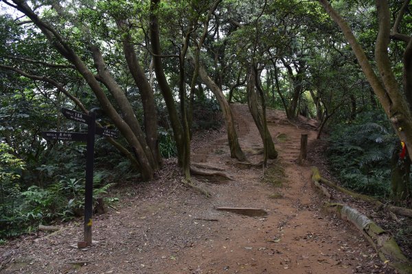 樹林大棟山／小百岳0151408542