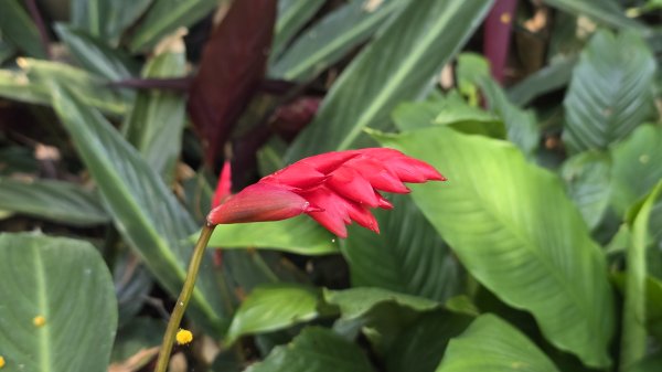 2025桐花大爆發，台灣最大的賞桐花景點，土城桐花公園、天上山及火焰山的桐花大爆發2776465