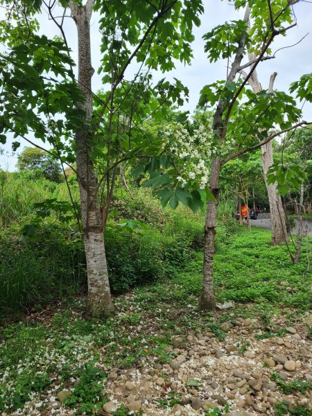挑水古道+十八觀音步道+大峰巷步道+碧山古道O繞2766186