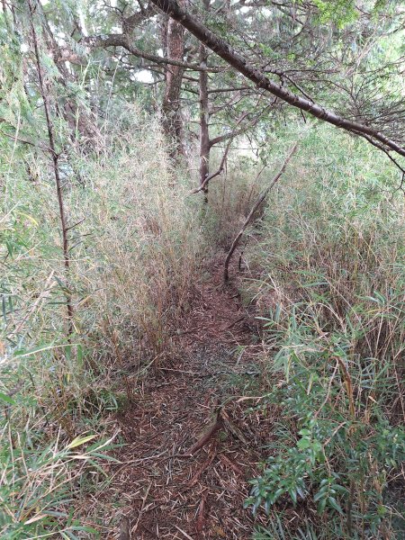 觀霧之榛山O型202411232653921