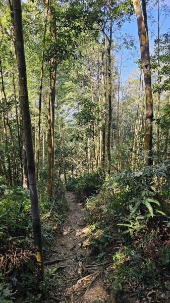 【中級山經典：水社大山、水社主峰】🥾4小時53分的征途，汗水與意志的考驗。2982587