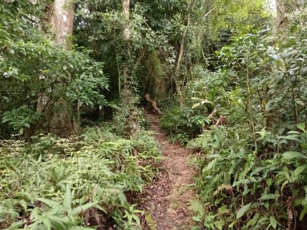 關西鎮太元宮-赤柯山-赤柯山南峰-東獅頭山-西獅頭山-東獅頭山8字走3022861