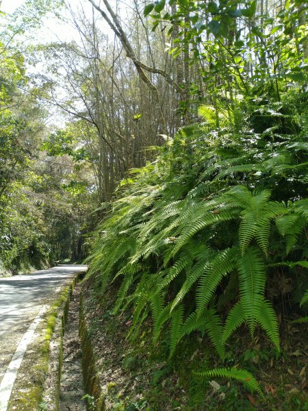 2022-04-09 迷糊步道_福山古道O型1668189