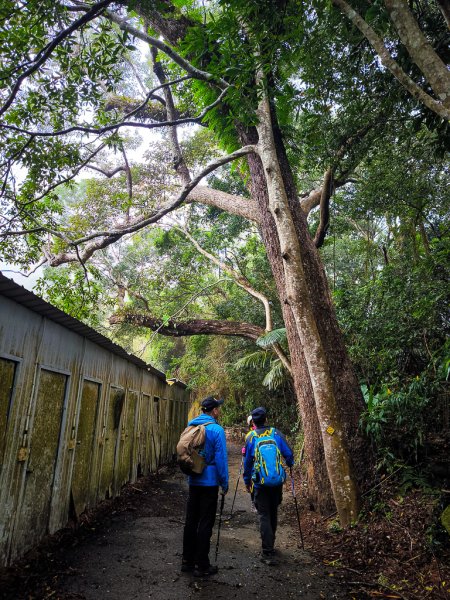 2025-03-08 汶水三山：金童山、汶水山、玉女山 連走2736493