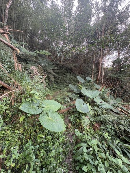 20251122大湖尖山步道(啟登直上第三涼亭)2944519