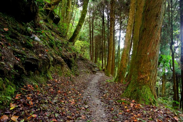 檜山巨木森林步道481526