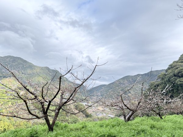 熊野古道中邊路D1 紀伊田邊、潮見峠O繞 2025.3.162744372