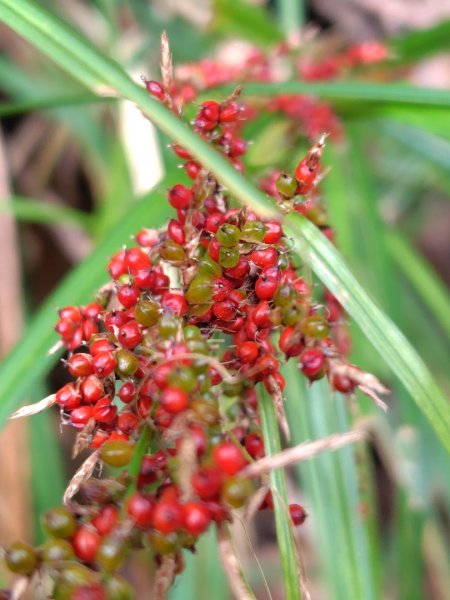 東埔走八通關古道訪龍貓公車繞對關山O型2962781