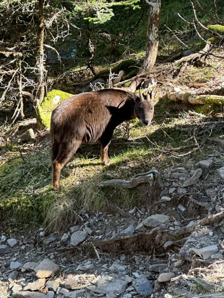 帶著77歲爸爸爬百岳~雪山西稜_12/07~12/12，2025唯一一爬。2961066