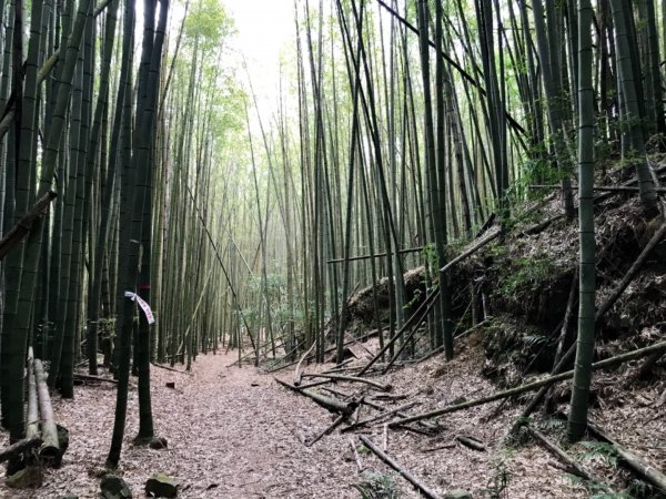 鳶嘴西稜香杉秘境走大崠山458316