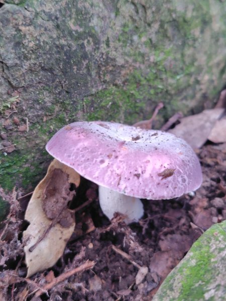 長壽山、肥崠山、醜崠山、大崠山、大崠山經建版2931948