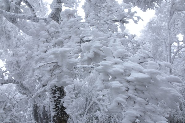  2021 D0101 純色北插1225517