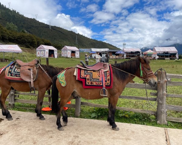 西藏♥️可愛動物🐎人物寫真/拉薩旅拍/美食2902989