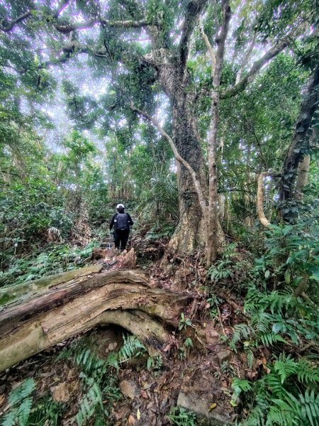鳳鳴古道 鳳鳴山 南隘勇（南長城）古道 三湖山 八達嶺（龍骨）古道 綠色古道 延平古道2975297