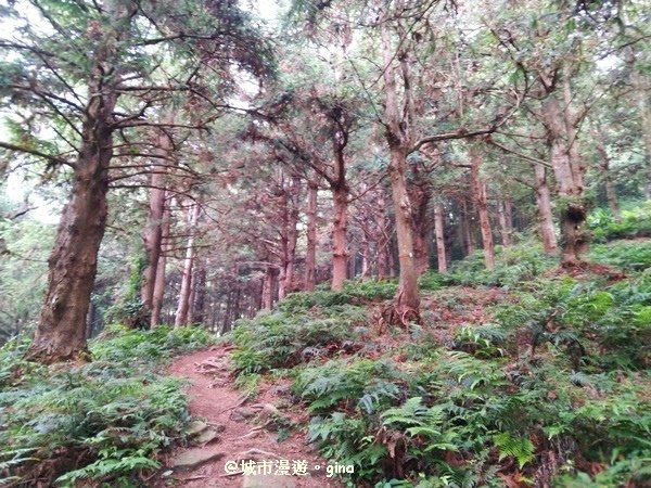 【台中。和平】翻翻舊照來回味。 綠蔭山林滿滿芬多精。大雪山林道 ~1860峰(長壽山)