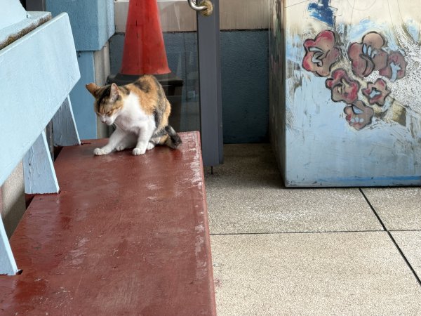 2026_0412 鐘萼木賞花 - 淡蘭國寶樹3035268