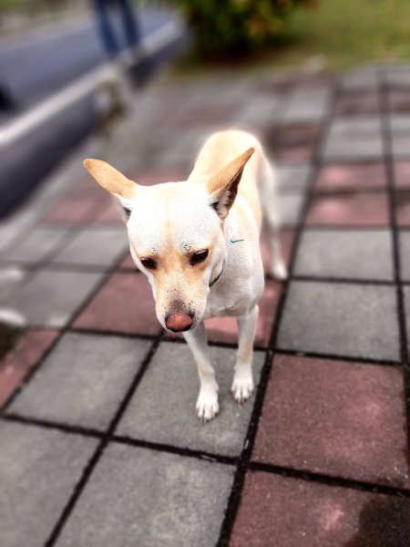 琅嶠卑南古道2700462