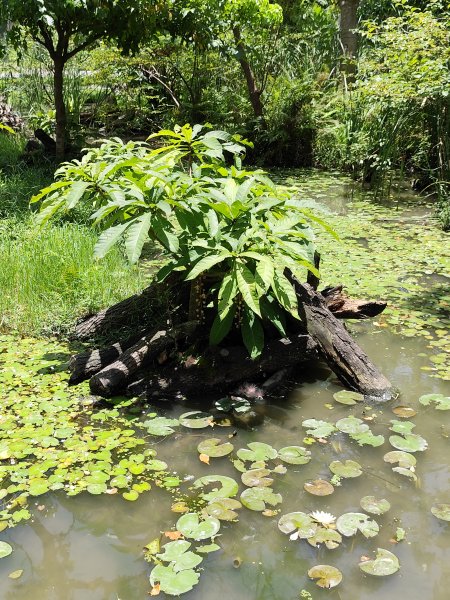 大安森林公園、港墘公園、文德三號公園【走路趣尋寶】【臺北健走趣】2549690