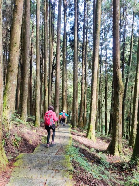 嘉義~探訪2700年樹齡之水山巨木1105296