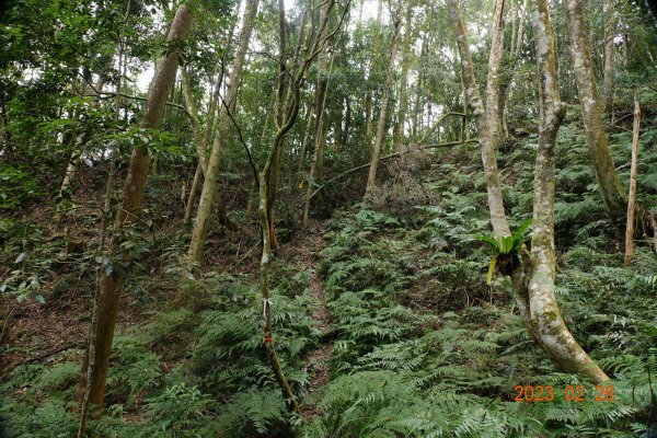 高雄 茂林 京大山2048627